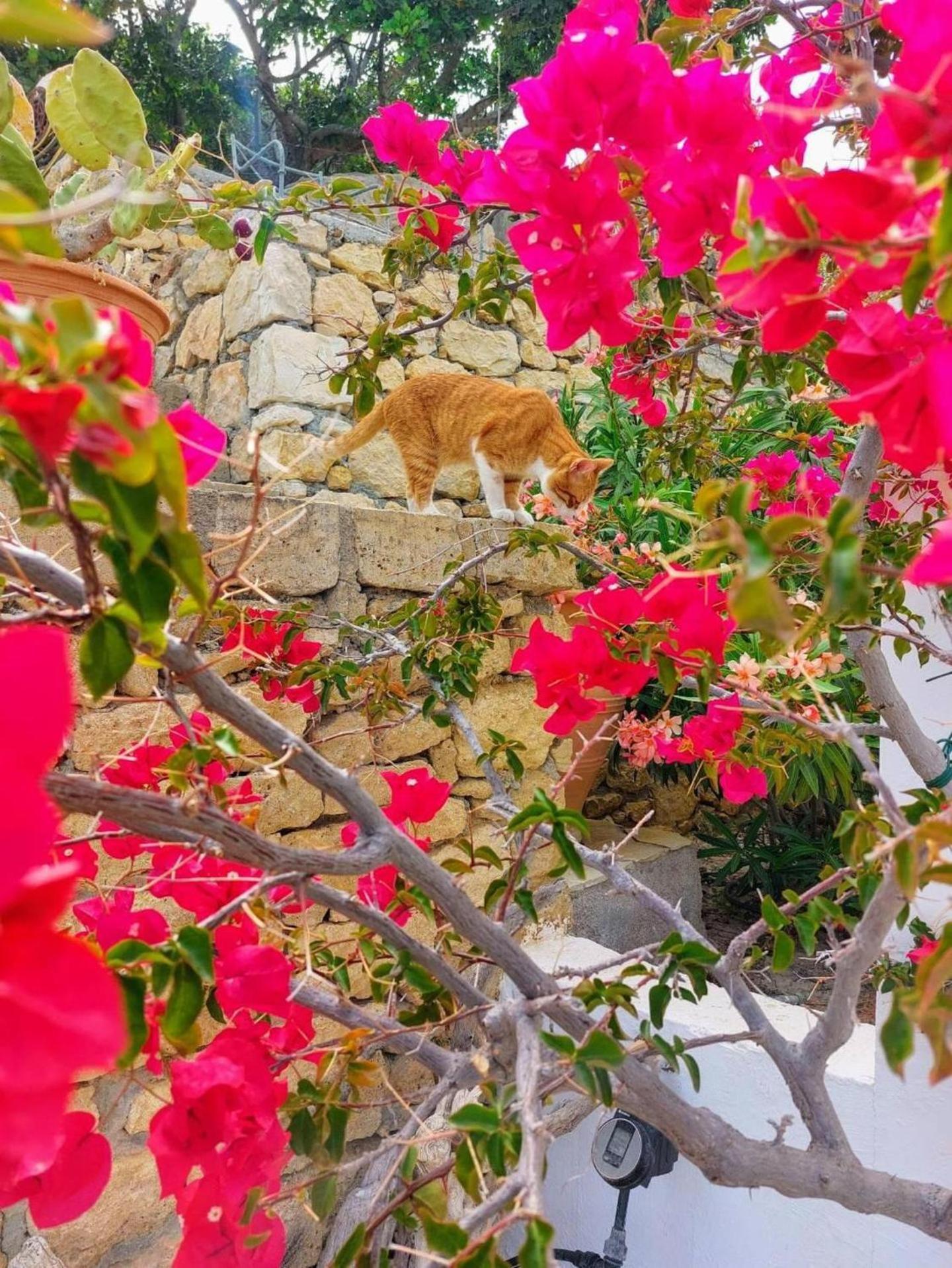 Tranquil Villa With Sea View In Ammopi Karpathos Amoopi Bagian luar foto